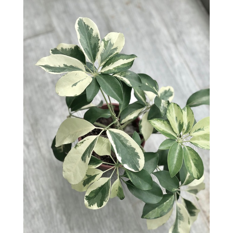 Schefflera Arboricola Variegata