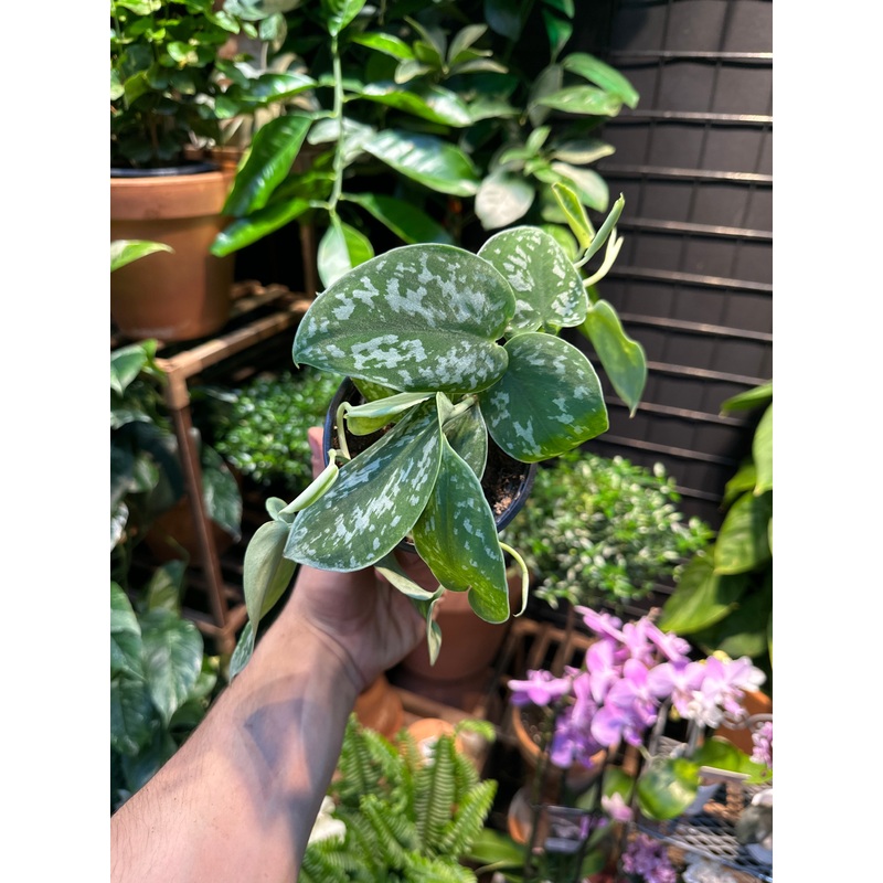 Scindapsus Pictus|4″ Pot|6″ Pot