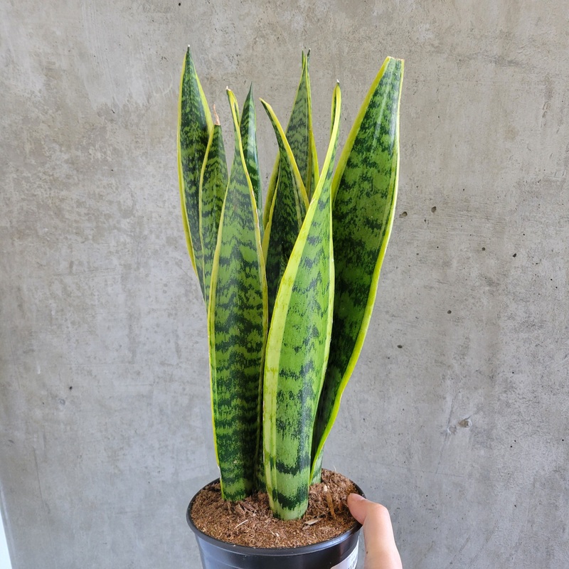Snake Plant (Variegated)|4 inch|6 inch|8 inch|10 inch|12 inch