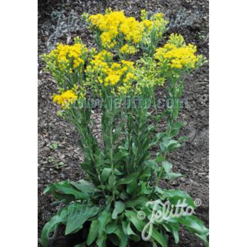 Solidago Golden Rockets