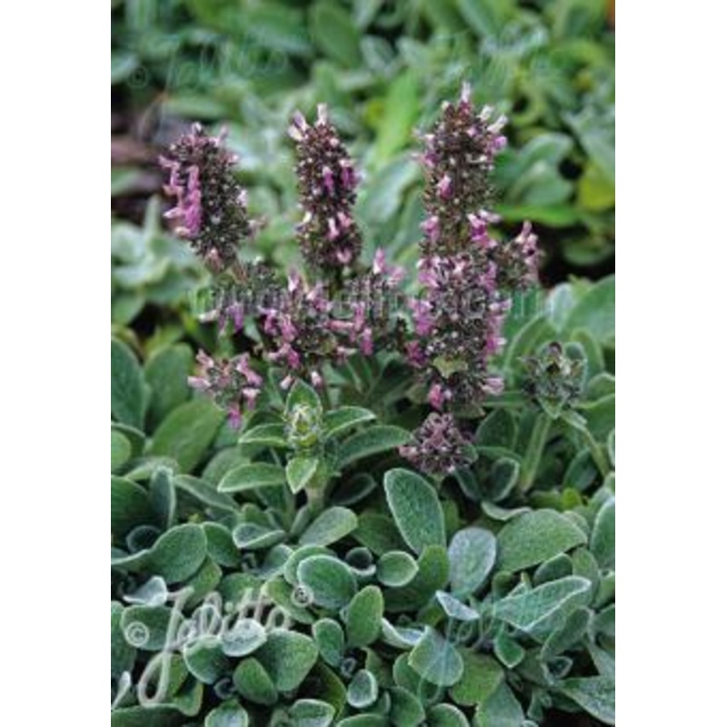 Stachys byzantina Silky Fleece
