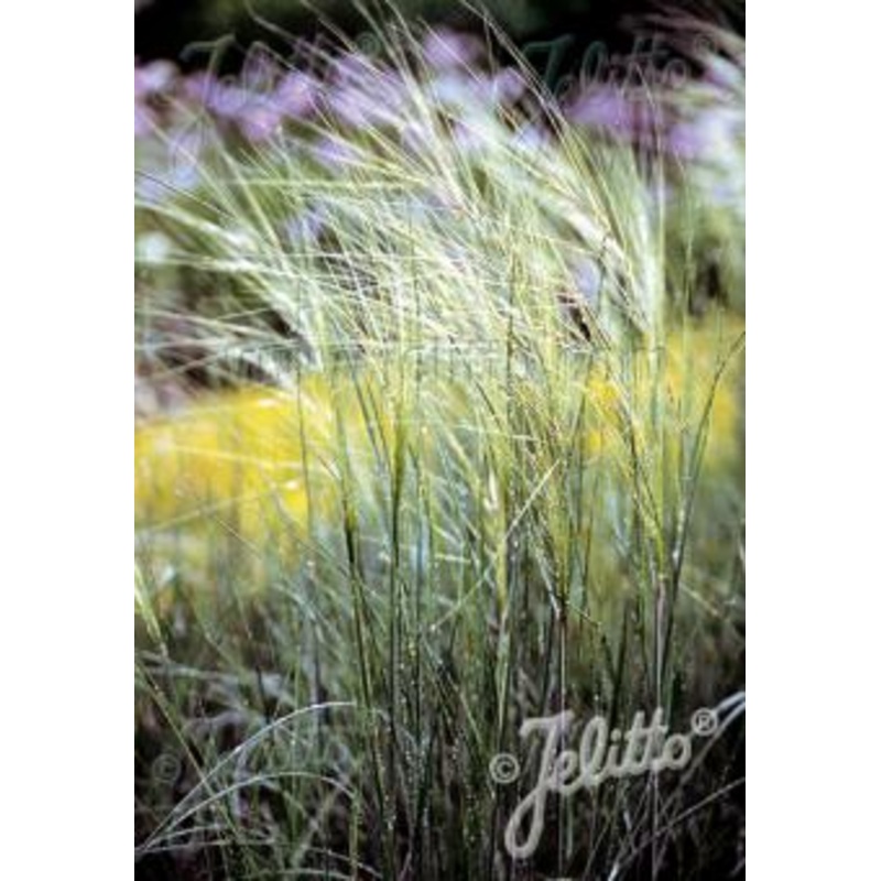 Stipa capillata