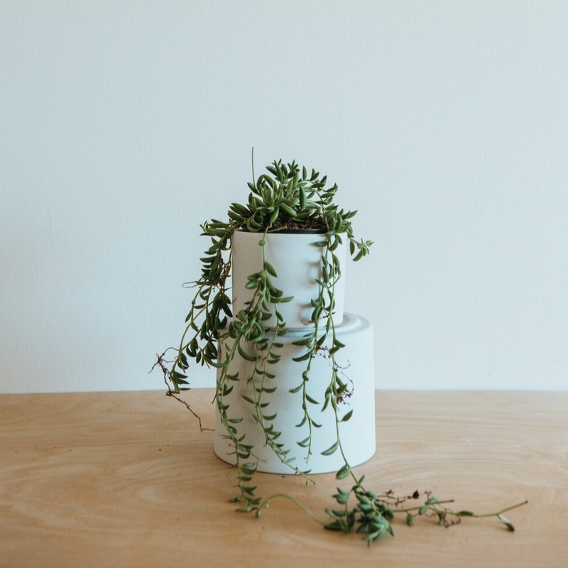 String of Bananas|2 inch|4 inch|6 inch
