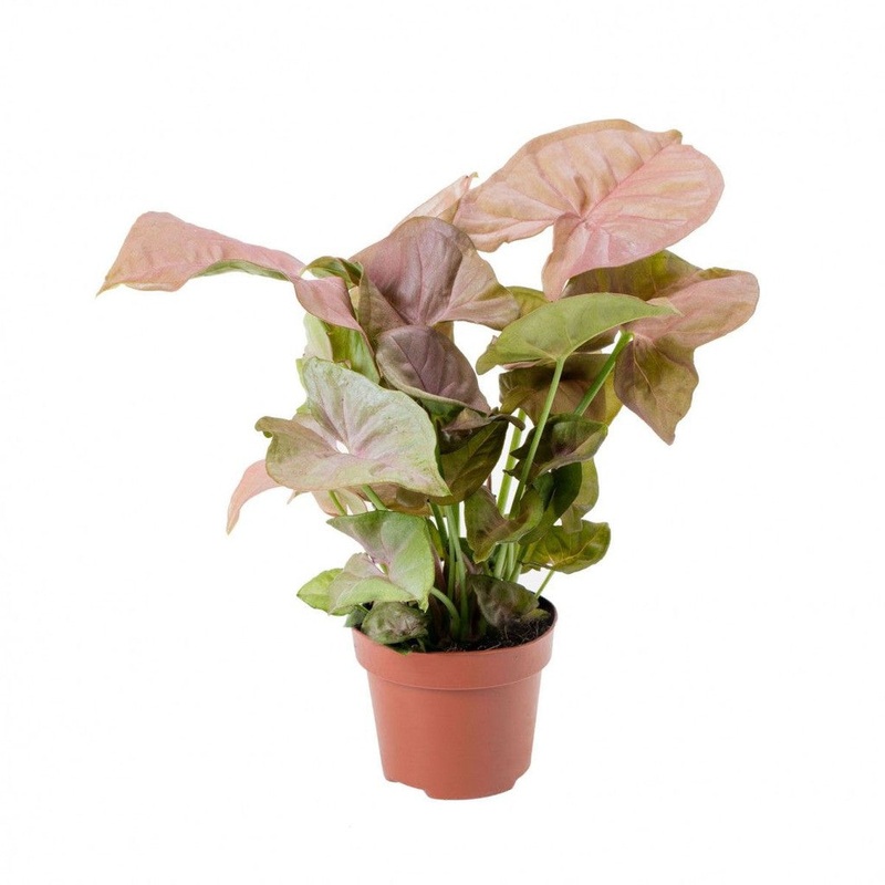 Syngonium ‘Pink Neon’|4″ Pot|6″ Pot|6″ Hanging Basket|10″ Pot