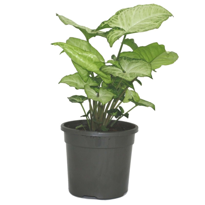 Syngonium ‘White Butterfly’|4″ Pot|6″ Pot|6″ Pot on totem|8″ Hanging Basket|10″ Pot