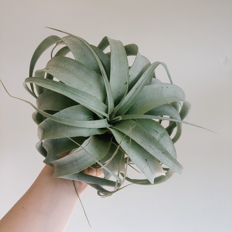 Tillandsia Xerographica|Large