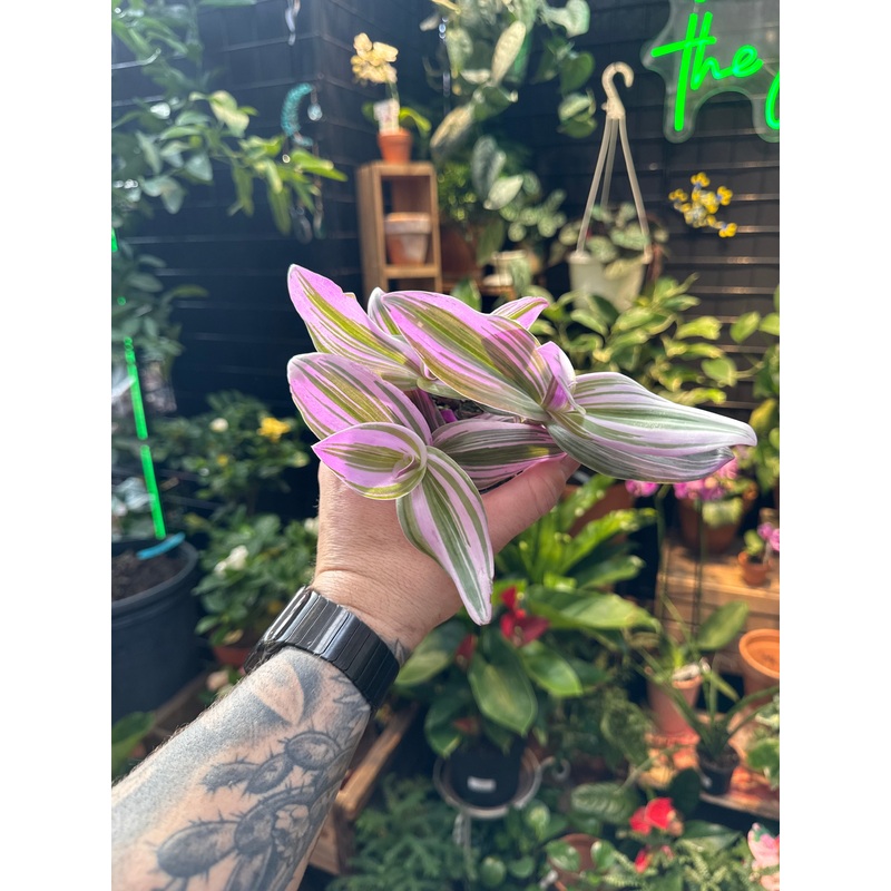 Tradescantia Nanouk|2.5″ Self Watering Pot|4″ Pot|4″ Ceramic Pot|5″ Hanging Basket|6″ Pot|6 Hanging Basket