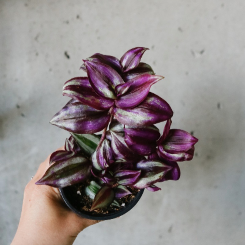 Tradescantia Zebrina|4 inch|6 inch|8 inch