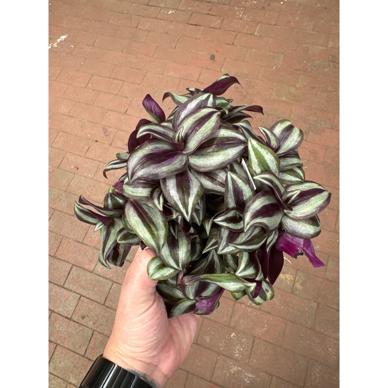 Tradescantia zebrina|4″ Pot|6″ Hanging Basket