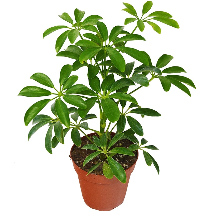 Umbrella Plant|4 inch|6 inch|8 inch|10 inch (standardized)|16 inch
