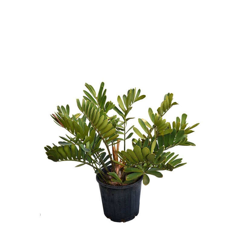 Zamia Furfuracea ‘Cardboard Palm’