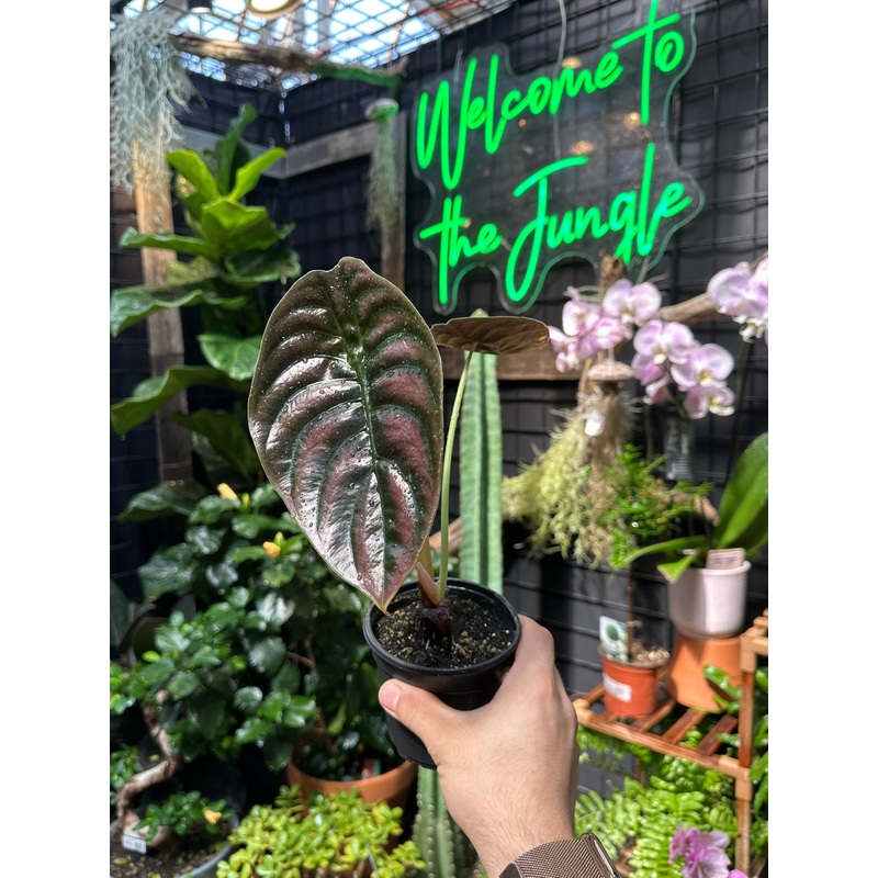 Alocasia Cuprea|4″ Pot|5″ Pot|6″ Pot