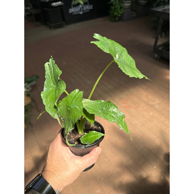 Alocasia Heterophylla|4″ Pot