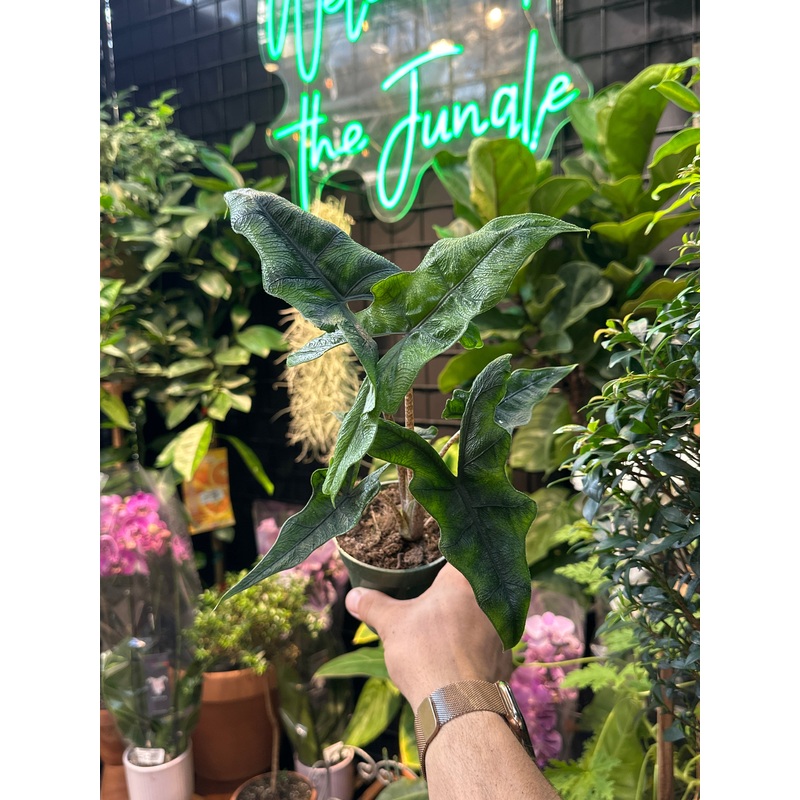 Alocasia Jacklyn|4″ Pot|6″ Pot