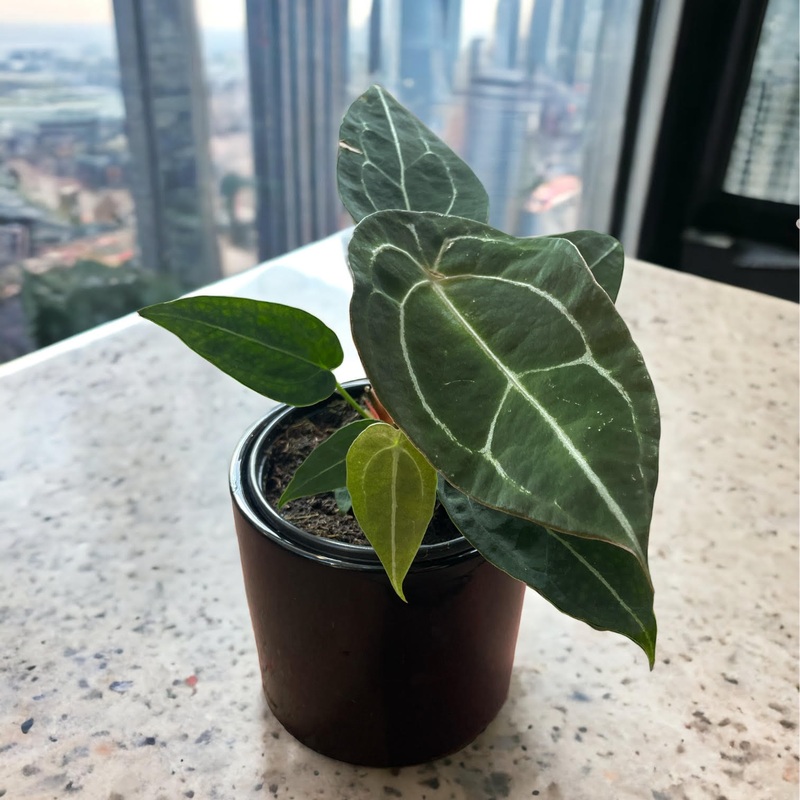 Anthurium Forgetii|4″ Pot