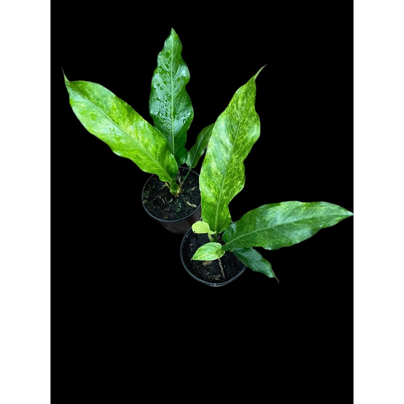 Anthurium Hookeri|4″ Pot