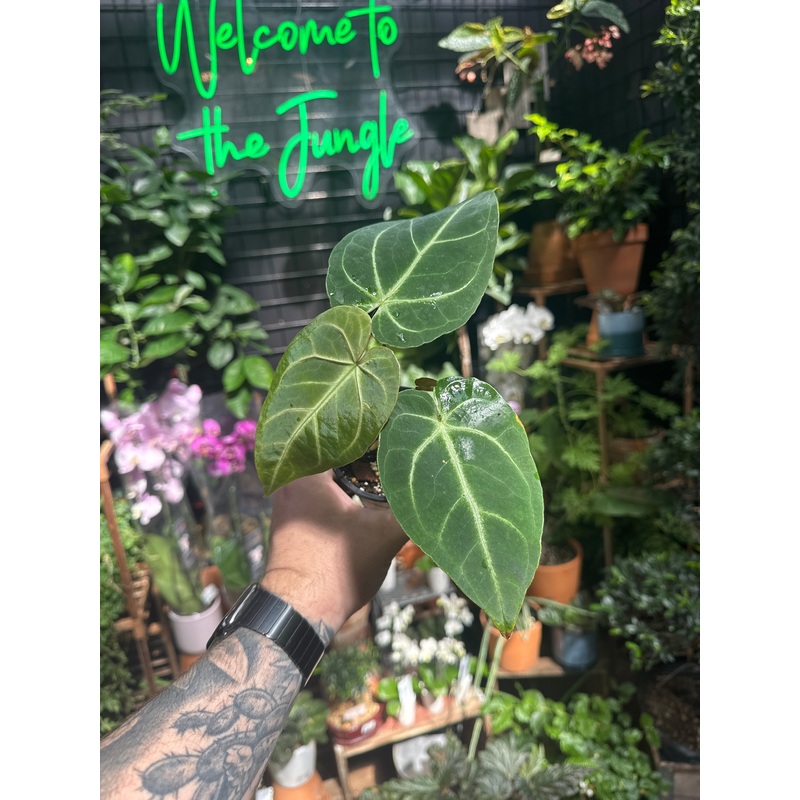 Anthurium Magnificum (NOT TC)|4″ Pot