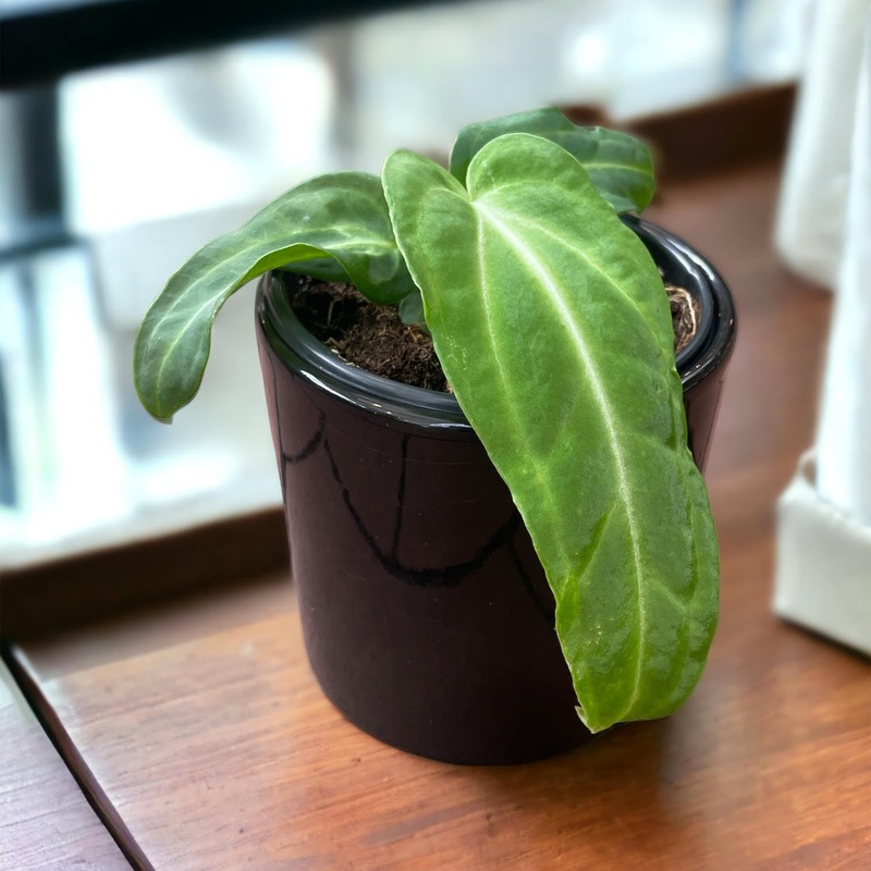 Anthurium Villenaorum|4″ Pot