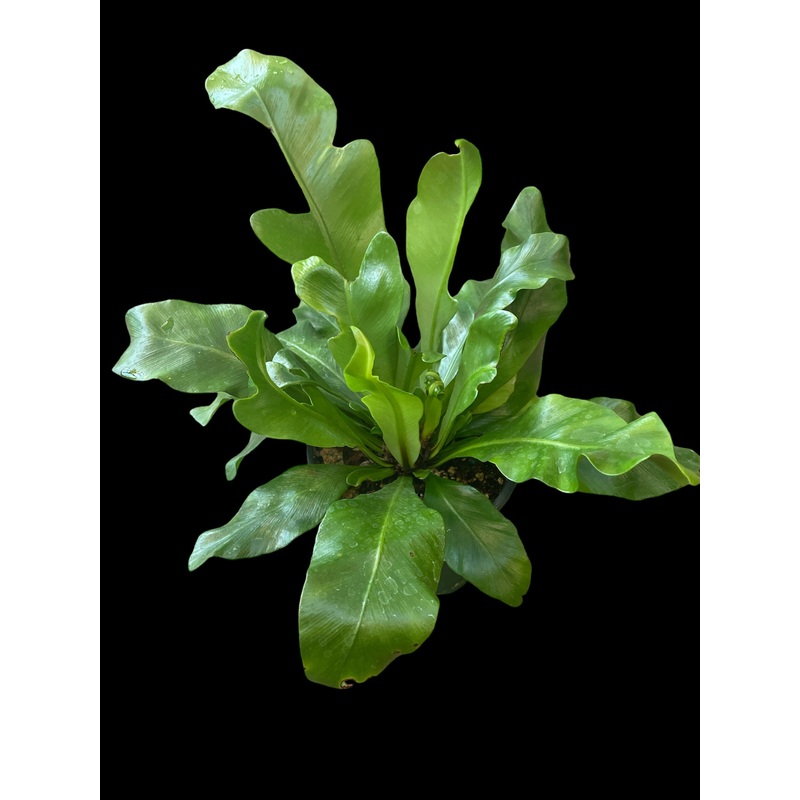 Asplenium Nidus (Birds-nest Fern)