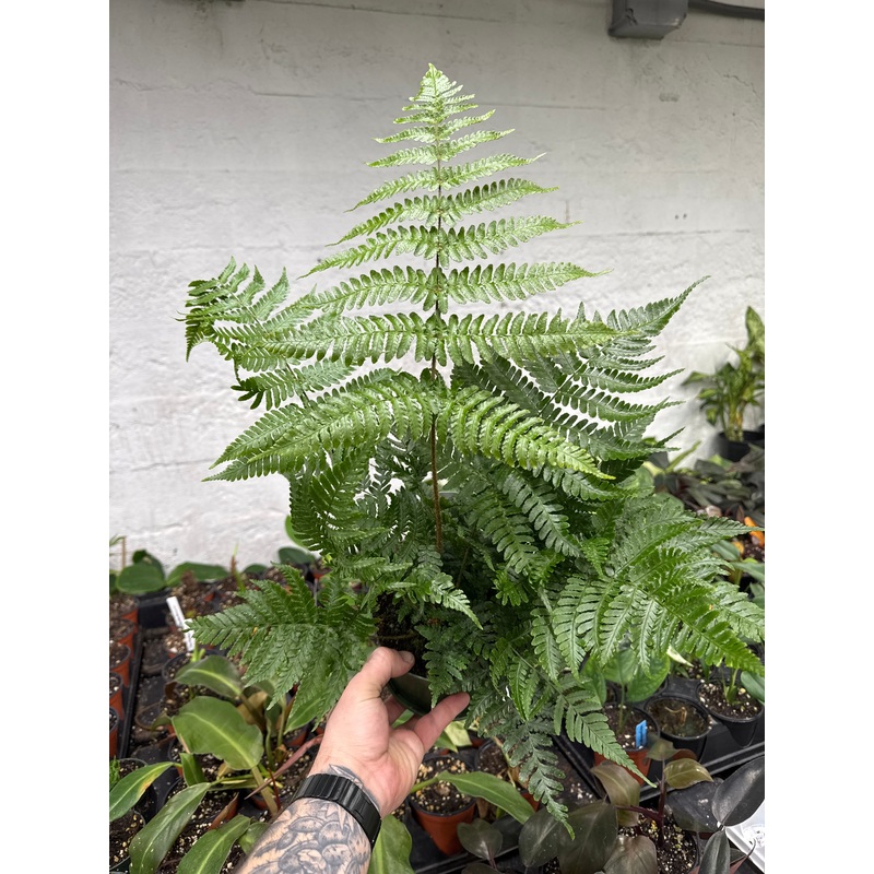 Autumn Fern – Dryopteris erythrosora