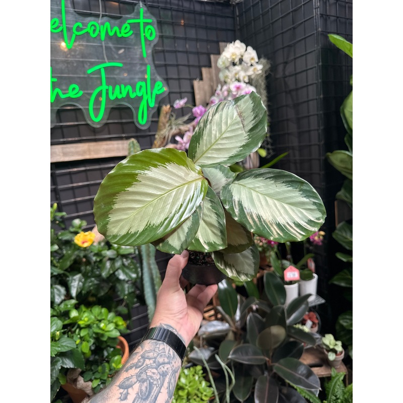 Calathea ‘Royal Standard’|4″ Pot|6″ Pot