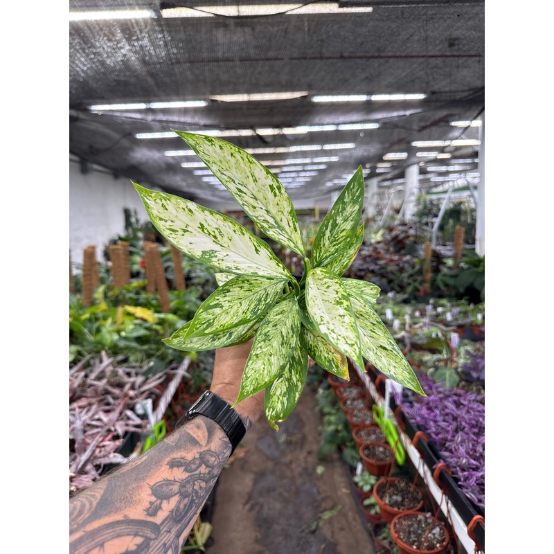 Dieffenbachia Starbright|4″ Pot|6″ Pot