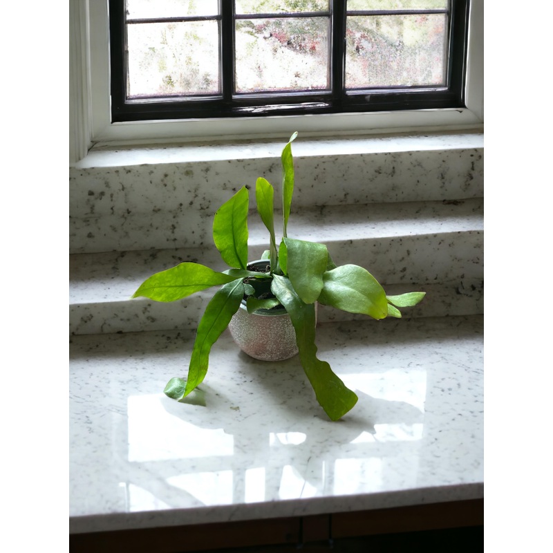 Epiphyllum pumilum (Orchid cactus)