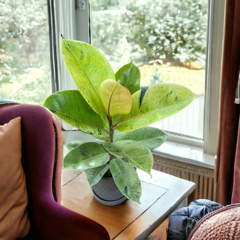 Ficus Shiveriana Variegata|4″ Pot|6″ Pot