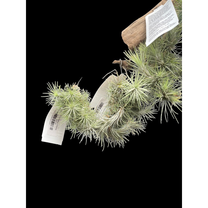 Funkiana Clump