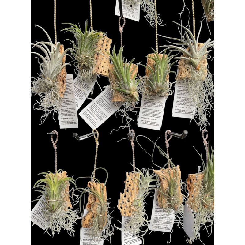 Hanging Cholla Wood Gardens|Small|Medium