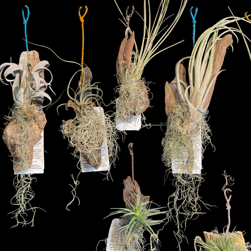 Hanging Driftwood Gardens|Small|Medium
