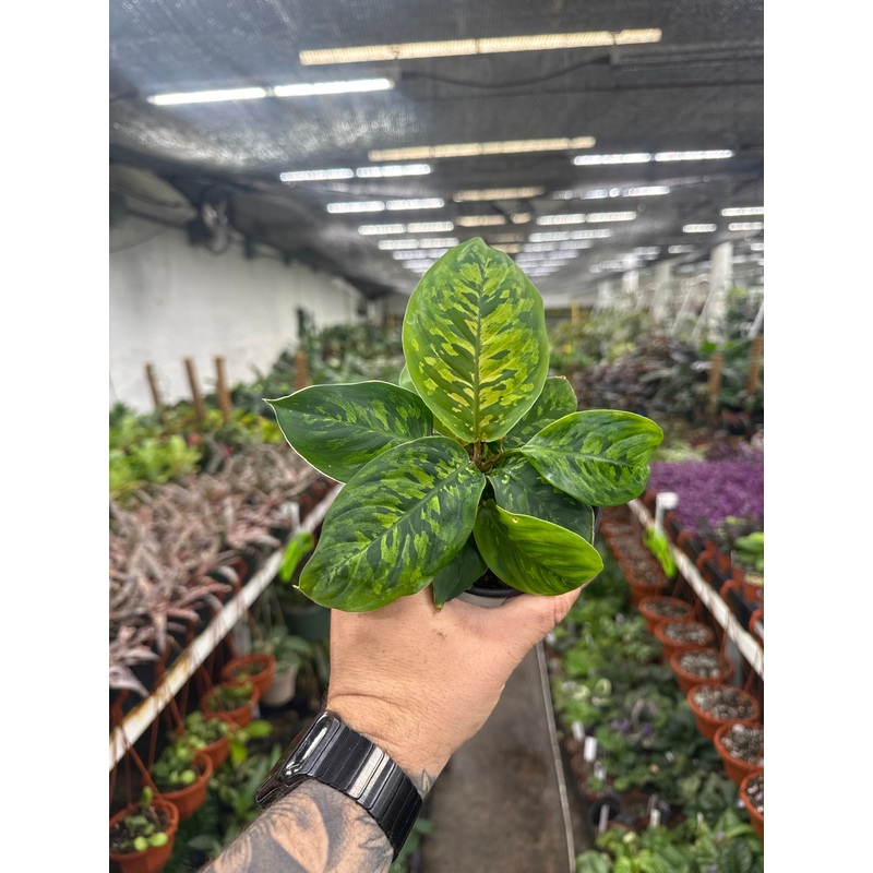 Homalomena Selby (Camouflage)|4″ Pot
