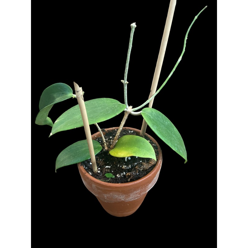 Hoya aldrichii|4″ Terra Cotta w/ Hoop