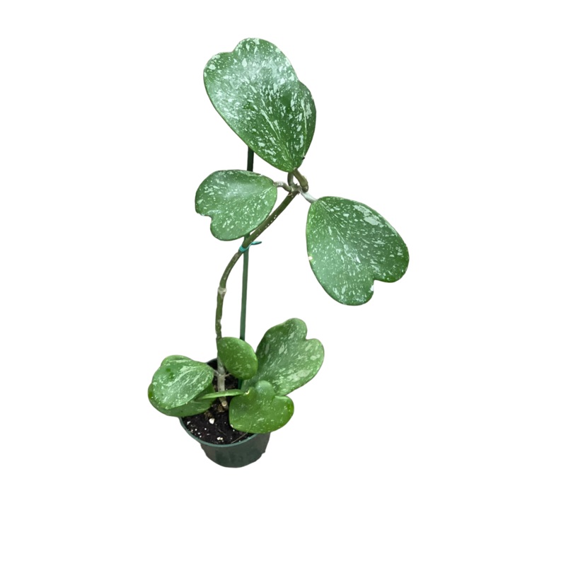 Hoya Kerri Splash|4″ Terra Cotta|6″ Hanging Basket