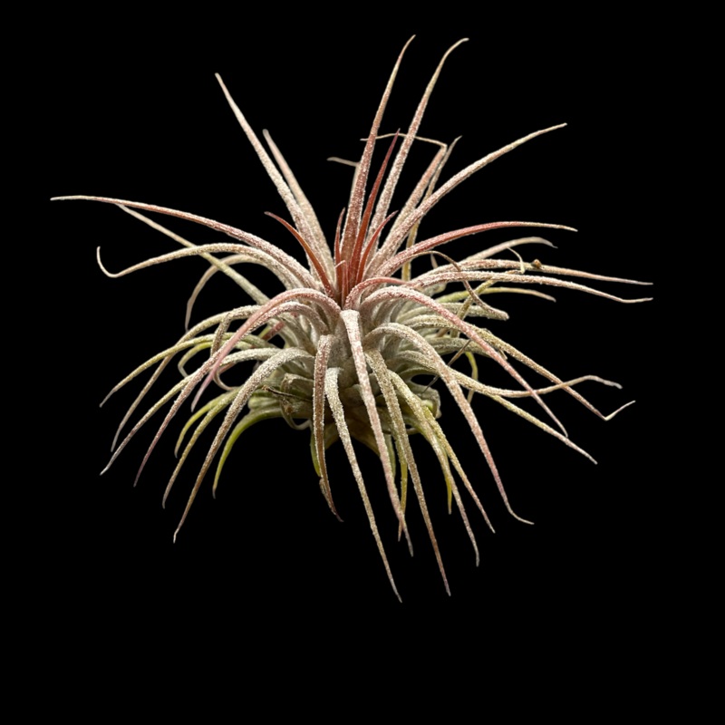 Ionantha Guatemala|2″ (Medium)|Mini Clump
