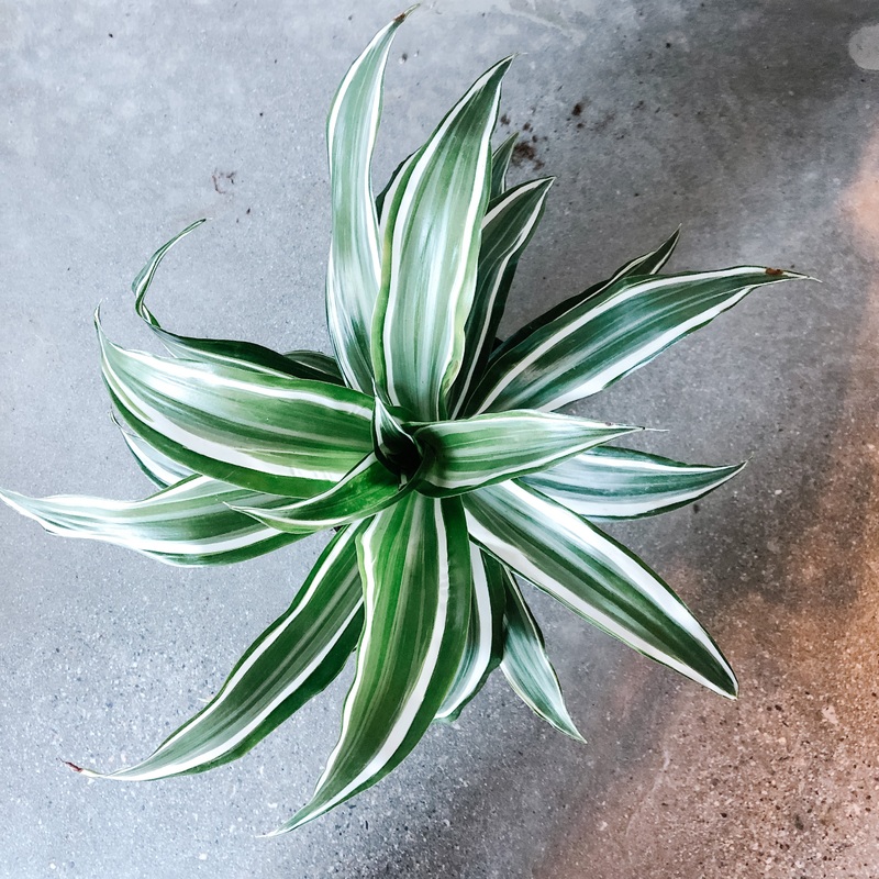 Jade Jewel Dracaena|4 inch|6 inch|8 inch