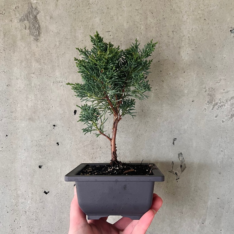 Japanese Juniper Bonsai|4 inch|6 inch|10 inch
