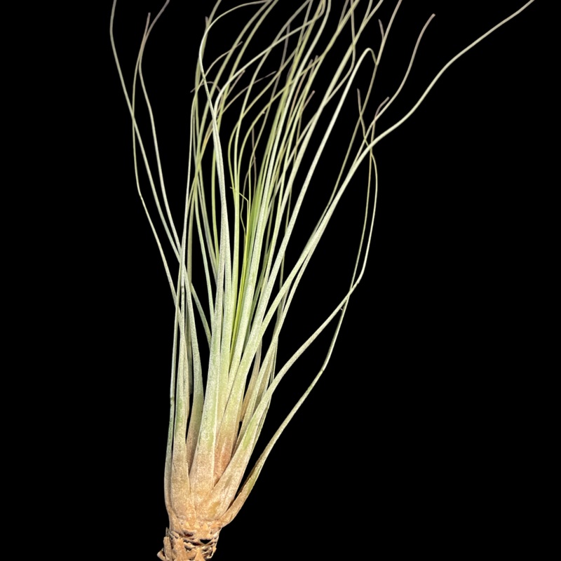 Juncifolia|10-12″