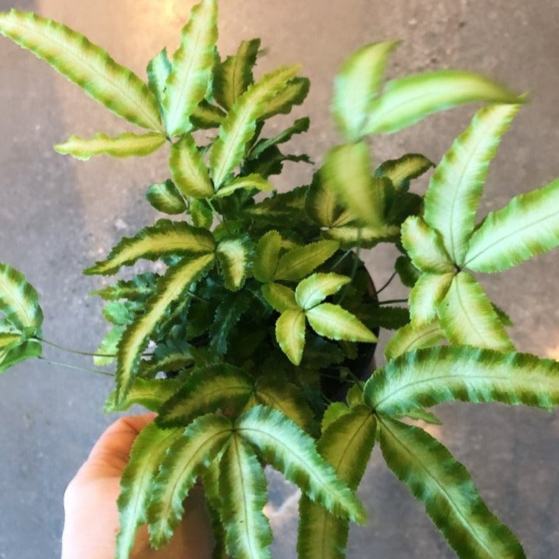 Jungle Brake Fern|4 inch
