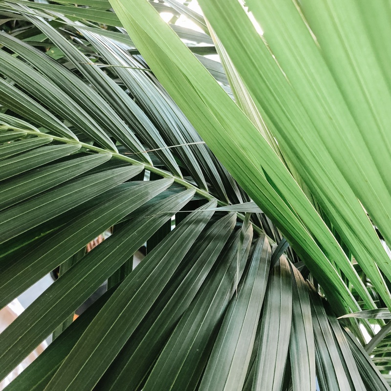 Kentia Palm|7 inch|12 inch
