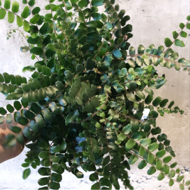 Lemon Button Fern|4 inch|6 inch