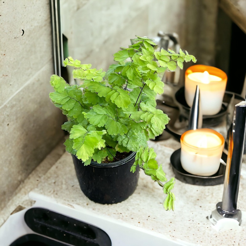 Maidenhair Fern|4″ Pot