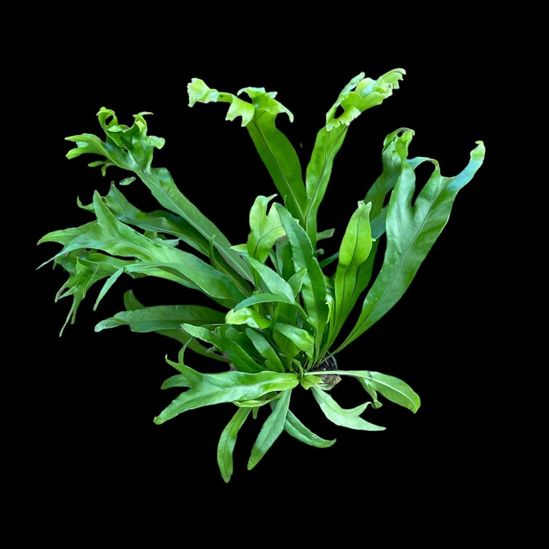Microsorum punctatum Green Flame Fern