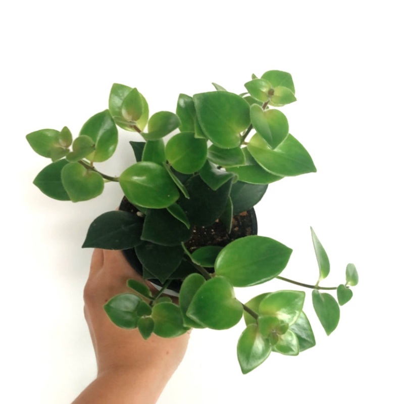 Mona Lisa Lipstick Plant|4 inch|8 inch (Hanging Basket)