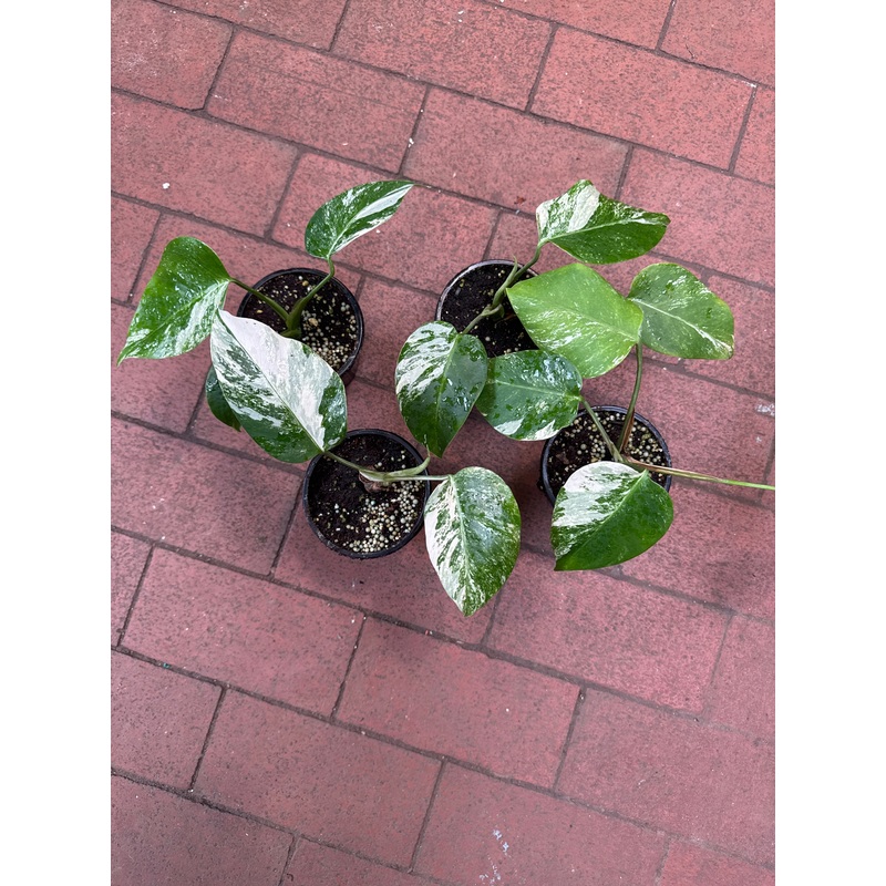 Monstera Deliciosa Albo Variegata