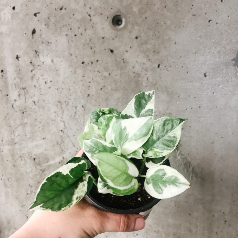 n’Joy Pothos|4 inch|6 inch (hanging basket)