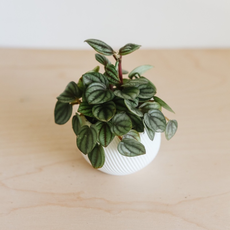 Peperomia ‘Little Toscani’|4 inch