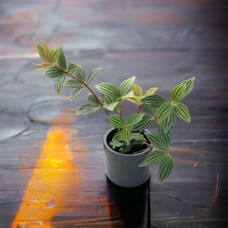 Peperomia puteolata (Stilt)|4″ Pot|6″ Hanging Basket
