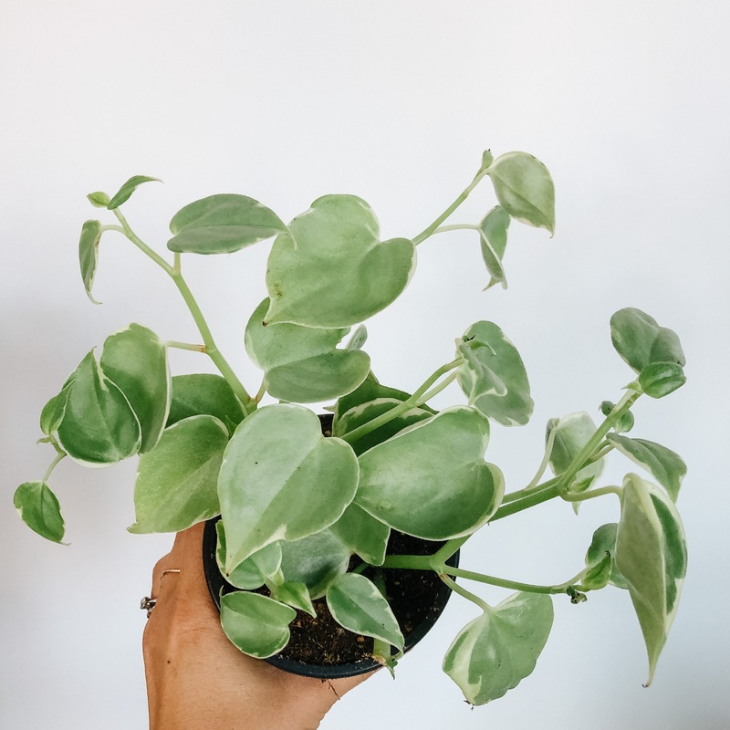 Peperomia Scandens Variegata|4 inch|6 inch
