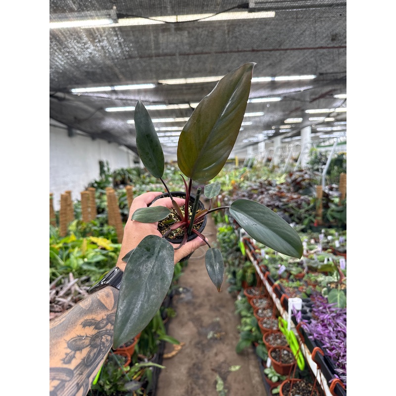 Philodendron Bloody Mary|4″ Pot|6″ Pot